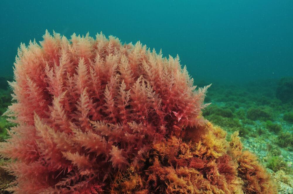 Red coral seaweed growing underwater