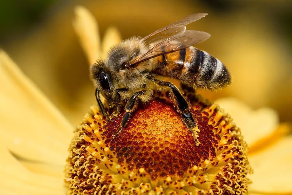 Bee on flower